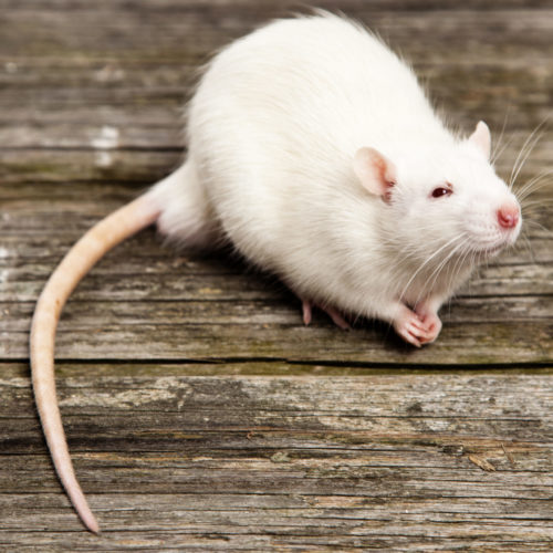 Are Rats Dangerous ?- Elite Wildlife Services