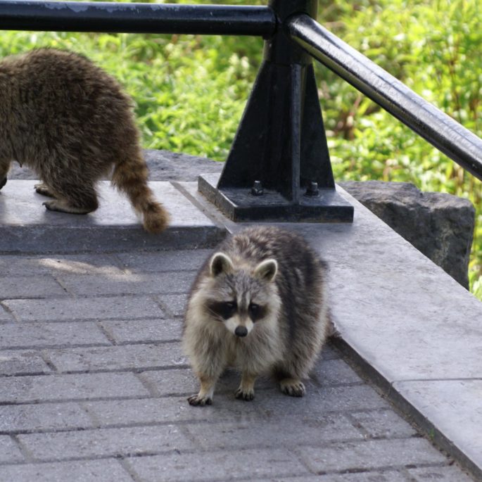 Raccoons on roof - Raccoon Trapping - Houston Raccoon Removal Services - Elite Wildlife Services