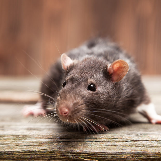 Rat in Attic Rat in Attic