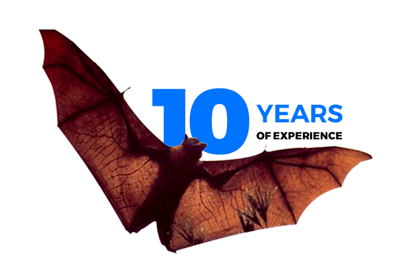 Over 10 Years of experience in Bat Removal Services - Elite Wildlife Services