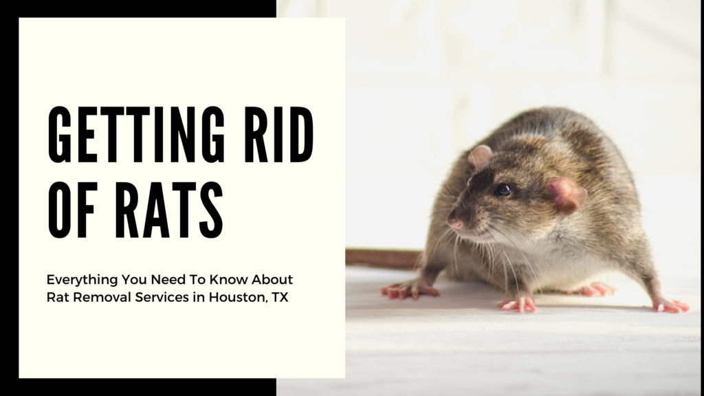 Everything You Need To Know About Getting Rid of Rats in Your Home or Business - Elite Wildlife Services