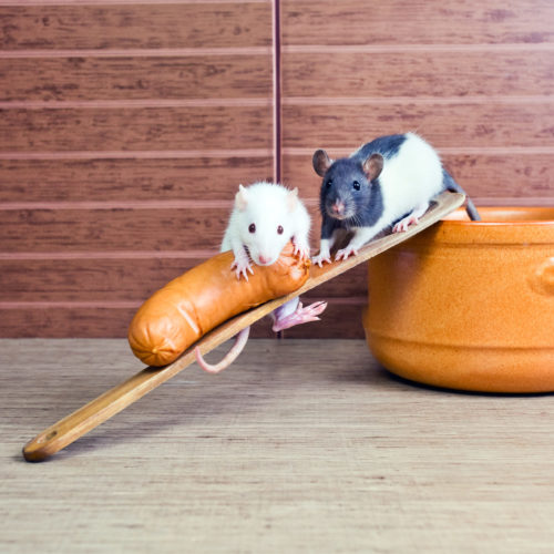 What You Need to Know about Rodent Removal Services in Houston - Elite Wildlife Services