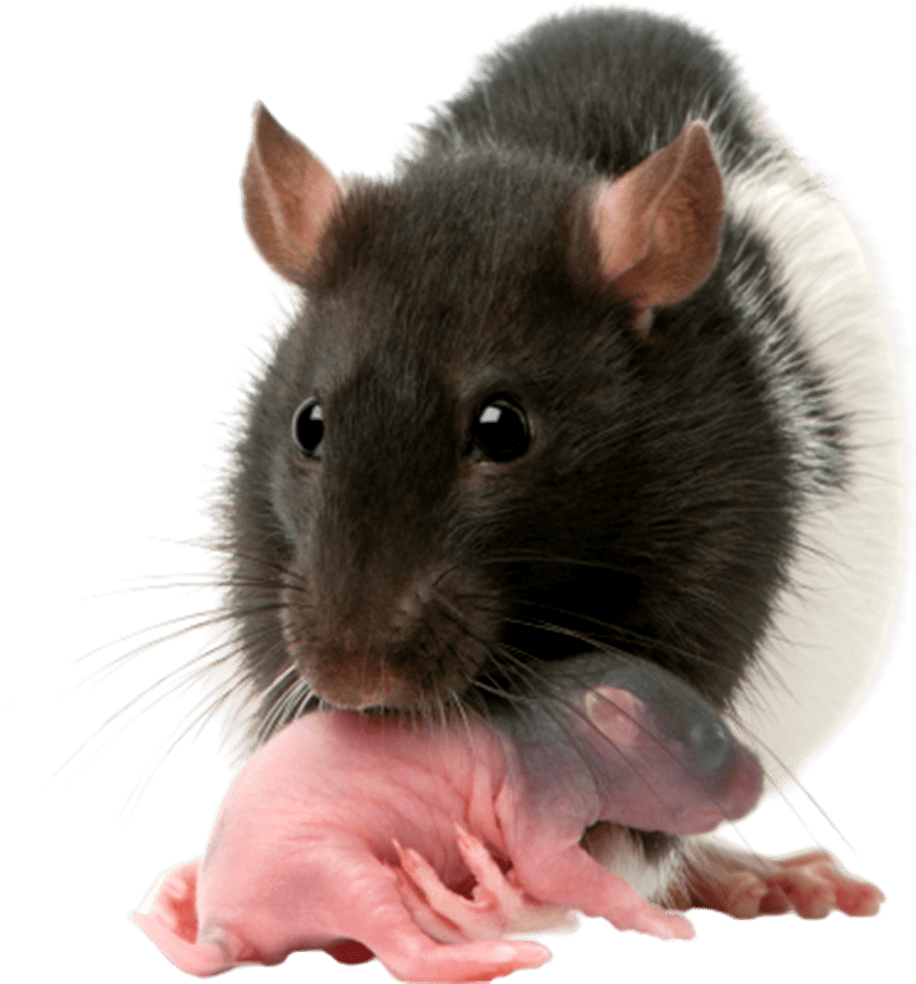 mother-rat-carrying-her-baby-in-her-mouth-5-days-2021-08-26-18-01-45-utc__1_-removebg-preview