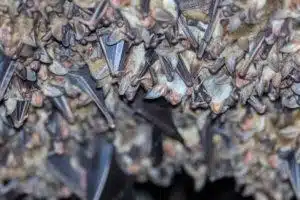 Bat Colony in Texas - Elite Wildlife Services