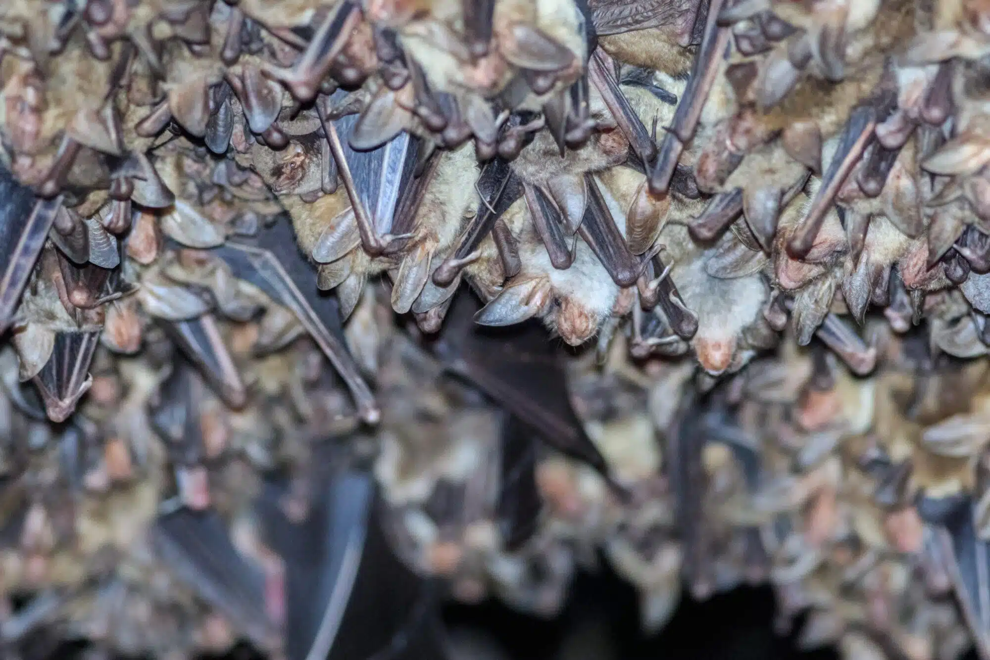 Bat Colony in Texas - Elite Wildlife Services