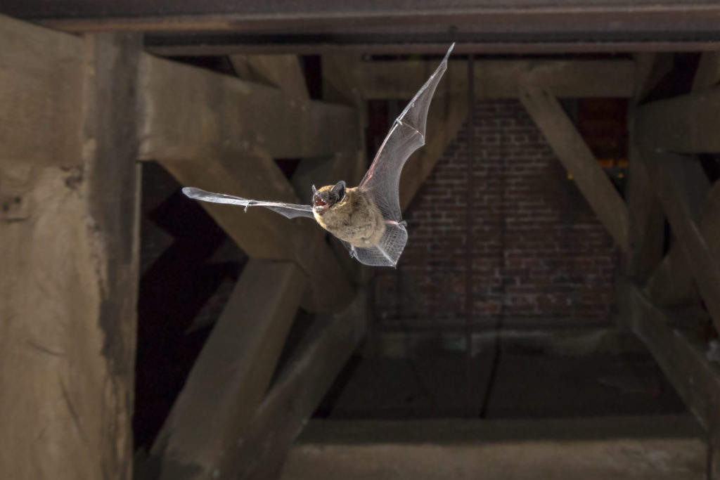 Bats in your home or business | How to get rid of bats in Houston | Elite Wildlife Services