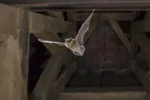 Bats in your home or business | How to get rid of bats in Houston | Elite Wildlife Services