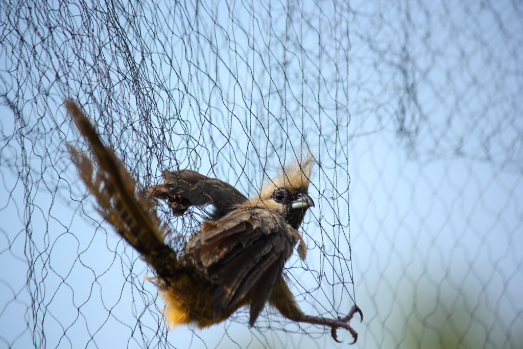 Bird trapped in net