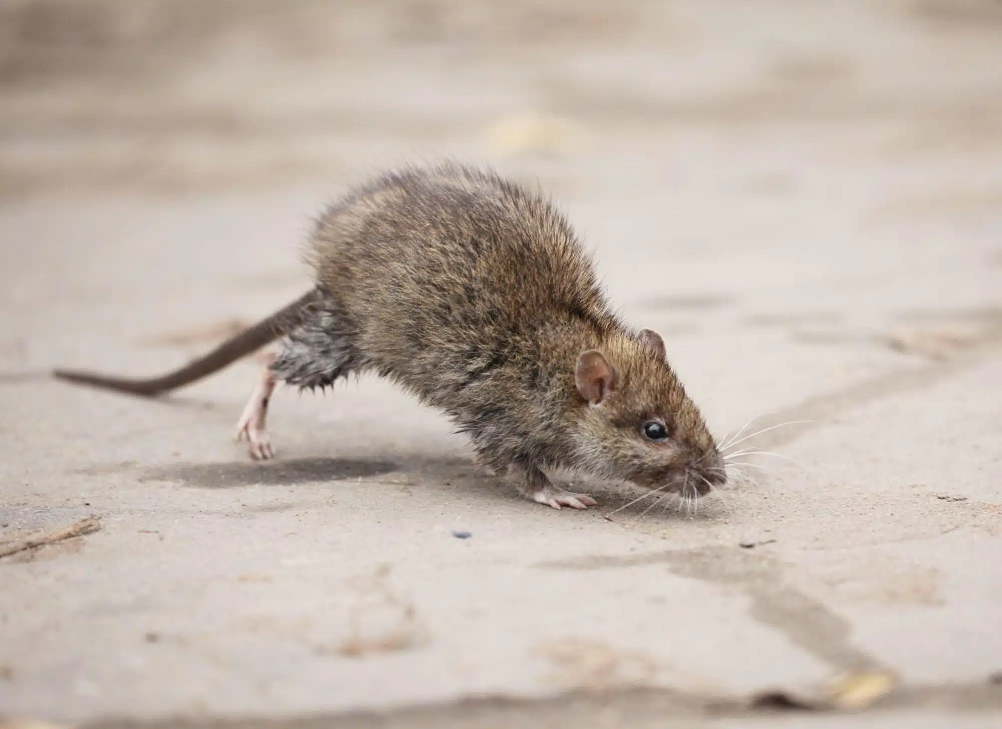 Fall is Rodent Breeding Season in the neighborhood of Memorial in Houston, TX | Elite Wildlife Services