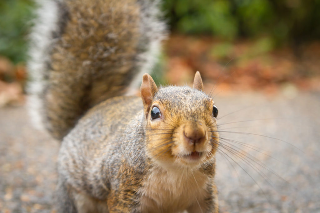 Squirrel Removal Near me - Elite Wildlife Services
