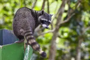 Raccoons at Houston Apartment Complex | Raccoons invade commercial property in Houston | Elite Wildlife Services