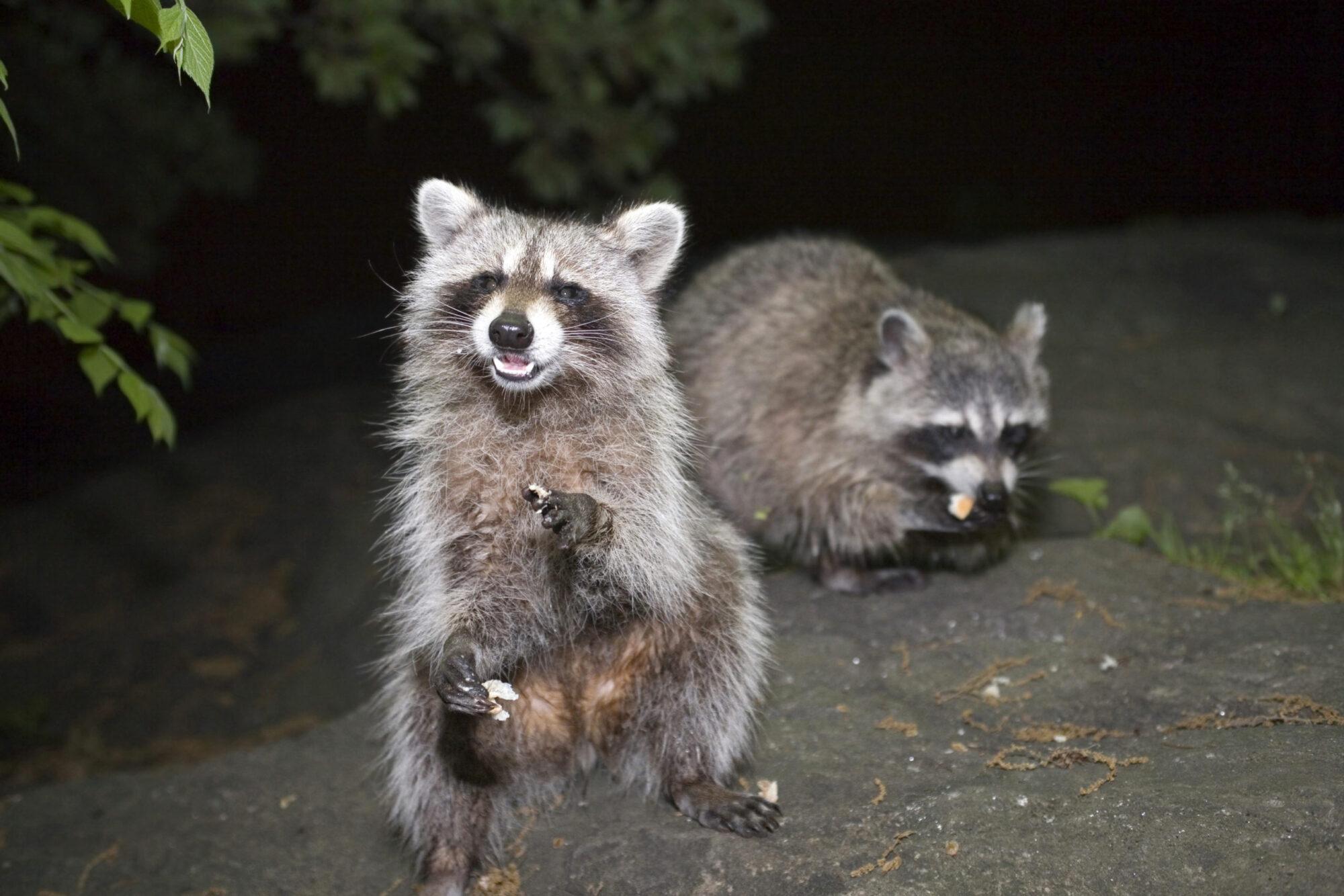 Are Raccoons dangerous? | Raccoon Removal Services Houston | Elite Wildlife Services