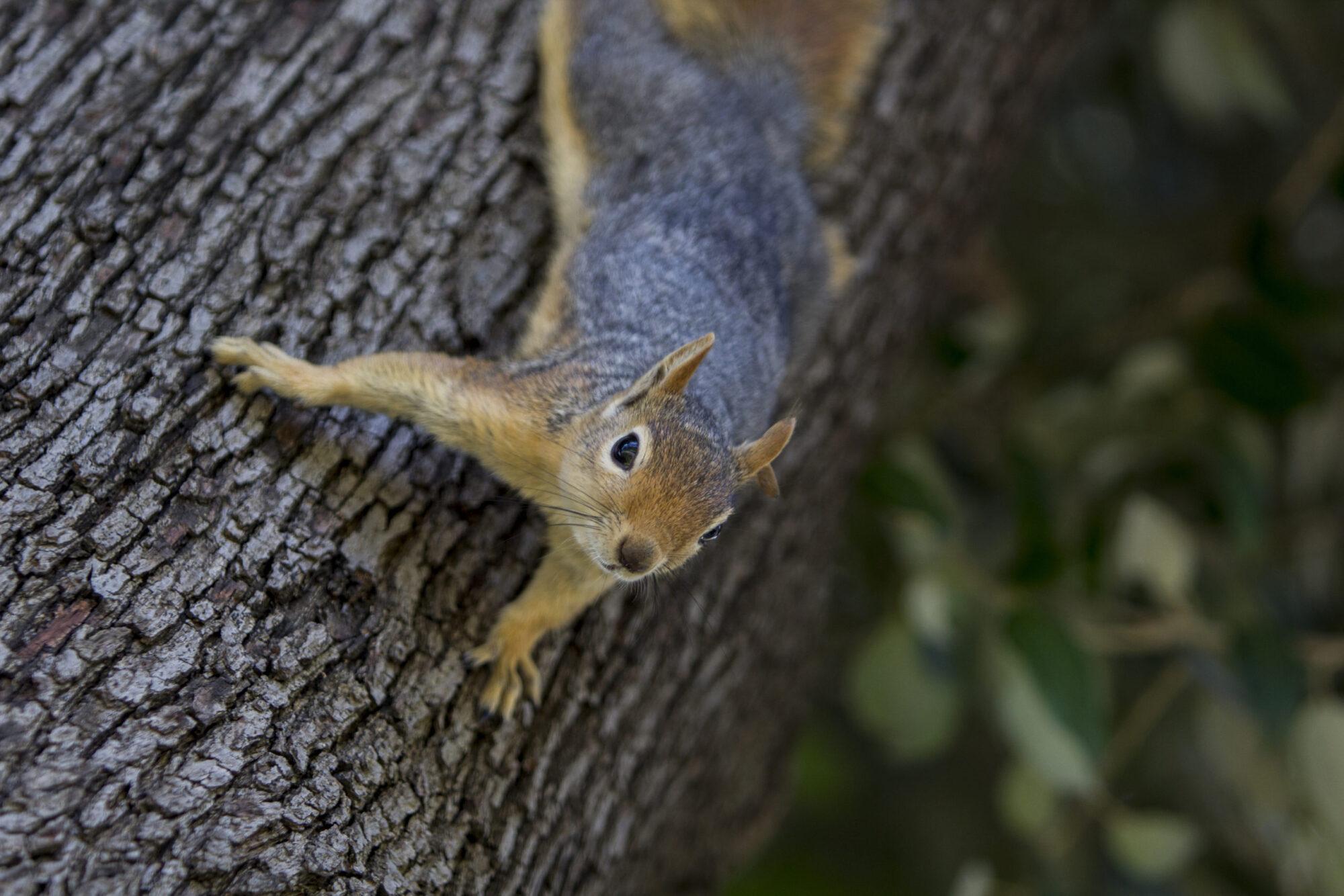 Can You Shoot Squirrels in Houston?