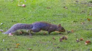 Squirrels are only a problem when they find their way into your house. We focus on blocking squirrel access to your home. | Elite Wildlife Services