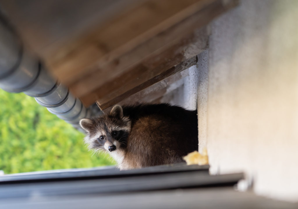 What do Animals in the Attic Sound Like? Elite Wildlife Services is here to solve all your wildlife problems.