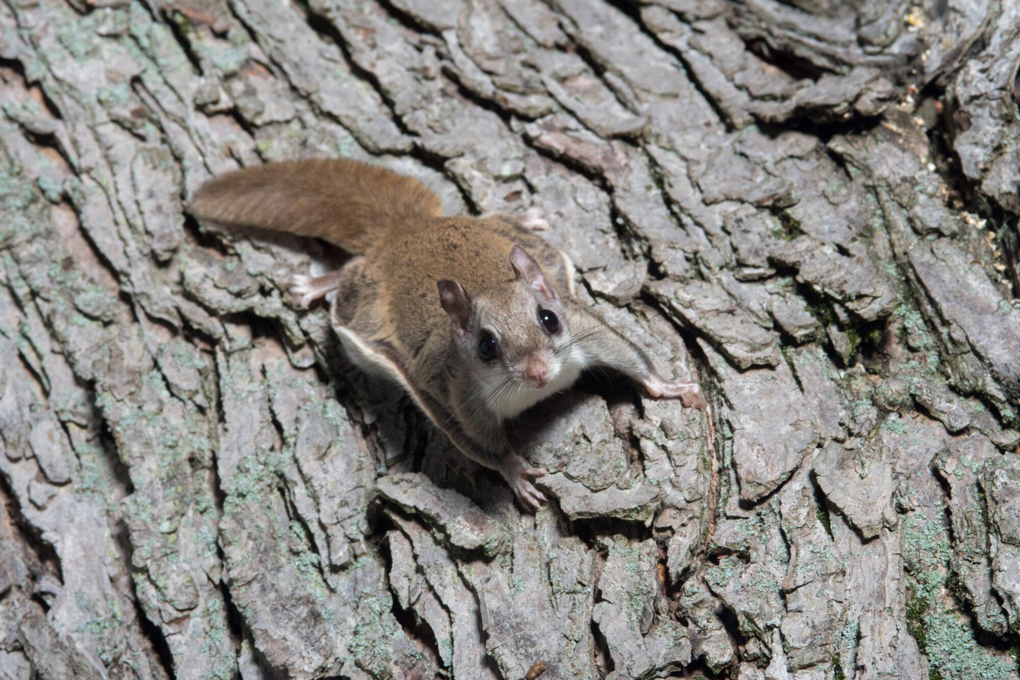Flying Squirrels in Houston | Houston Squirrel Removal | How to get rid of squirrels | Elite Wildlife Services