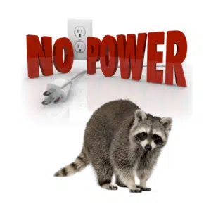 Raccoons Cause Two Texas Power Outages | Raccoon Removal Services | Elite Wildlife Services