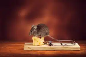 Rat Removal Houston - Rat sitting on rat trap - Elite Wildlife Services