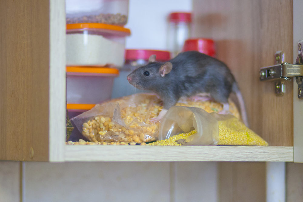 rate-or-mice