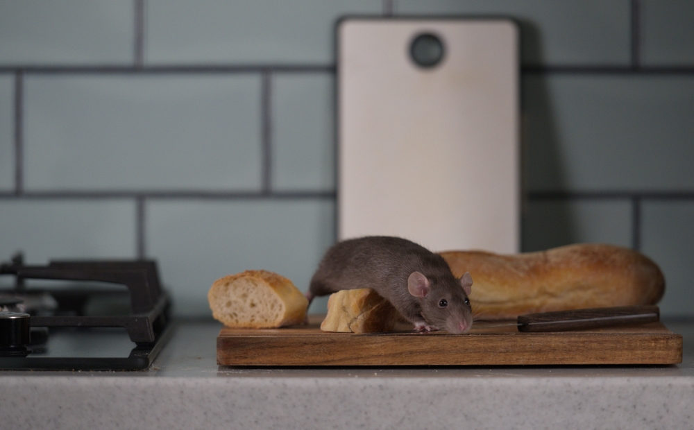 rate-or-mice-sick