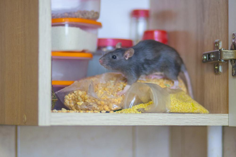 Rats or Mice? How to know which ones have invaded your home or business - Elite Wildlife Services in Houston, TX