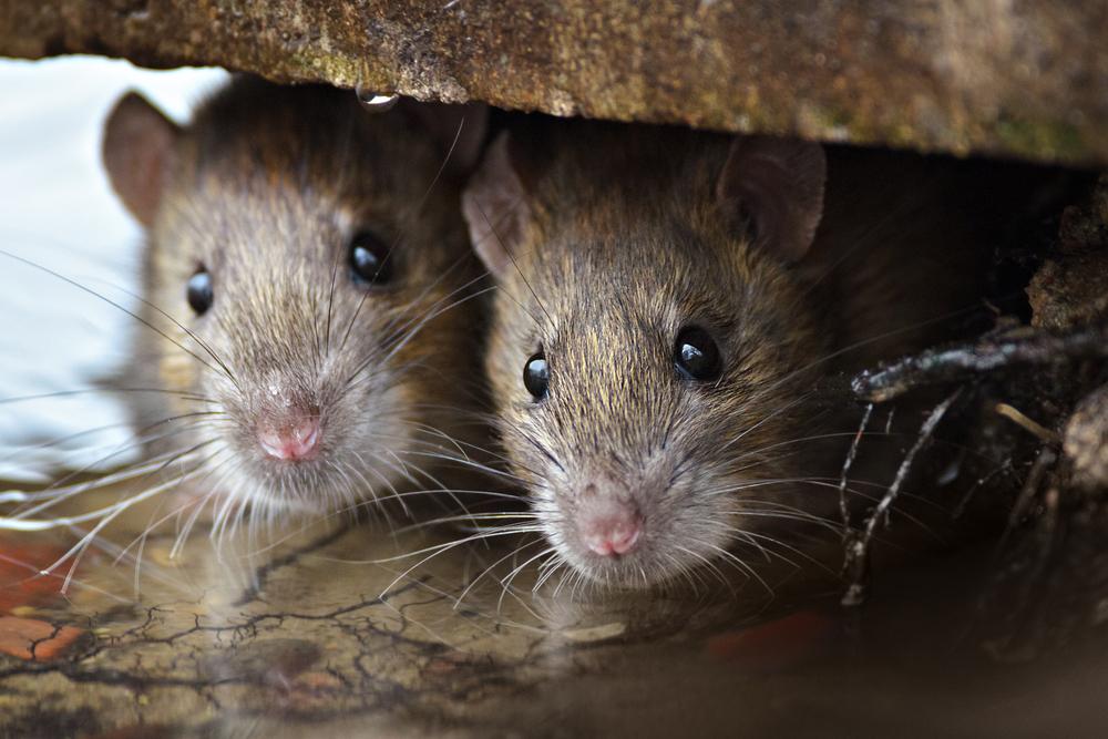 What Attracts Rats To A House Elite Wildlife Services 