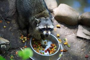 How to deter raccoons | How to get rid of raccoons | Elite Wildlife Services