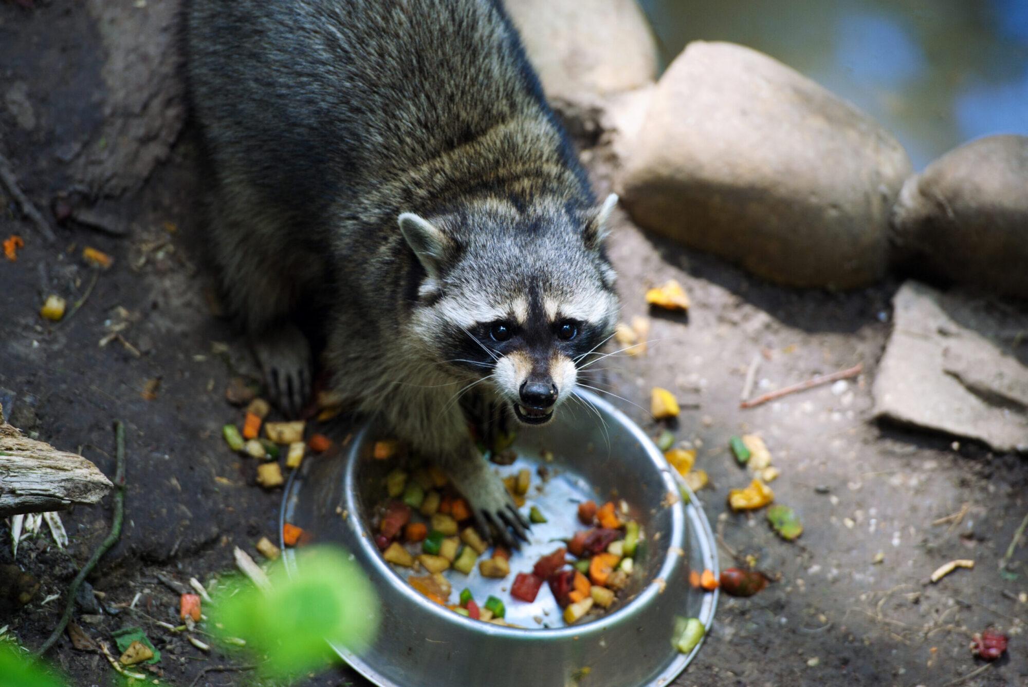 How to deter raccoons | How to get rid of raccoons | Elite Wildlife Services