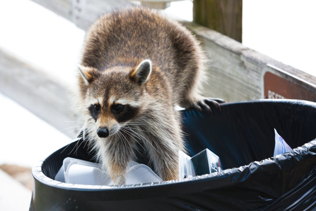 Raccoon digging through trash | Signs of a raccoon infestation | Elite Wildlife Services