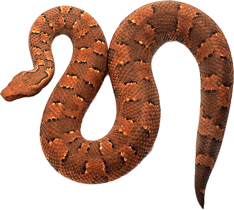Isolated_Gray Box_Snake
