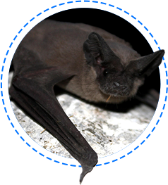 bats