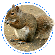 Gray Squirrels