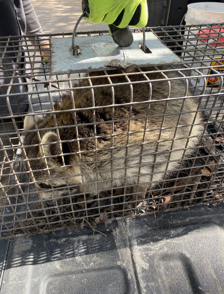 Raccoon Trapping | Get Rid of Raccoons | 5 Signs You Have a Raccoon Infestation | Elite Wildlife Services