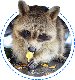 racoons