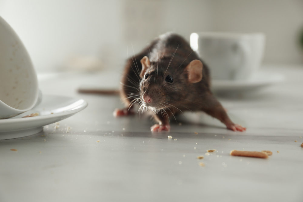 How to properly clean after rats - Elite Wildlife Services