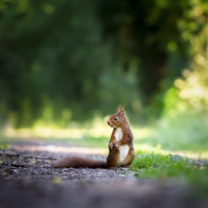 Getting Rid of Squirrels in Houston - September is squirrel season - Elite Wildlife Services Getting Rid of Squirrels in Houston - September is squirrel season - Elite Wildlife Services