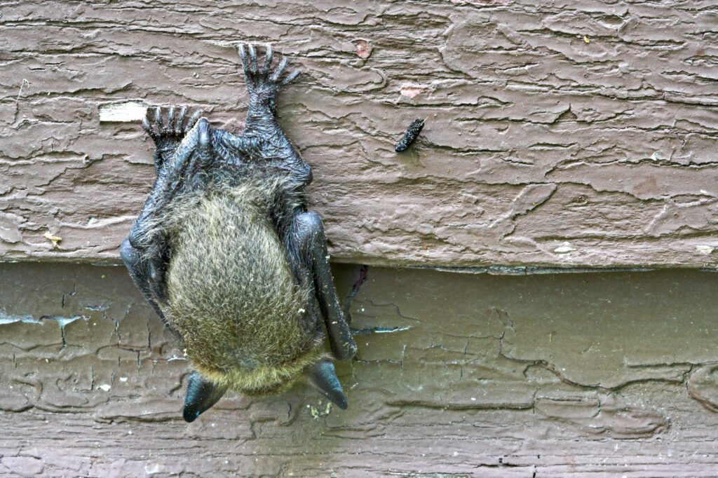3 Bat Prevention Tips - Bat Removal Experts - Elite Wildlife Services in Houston, TX