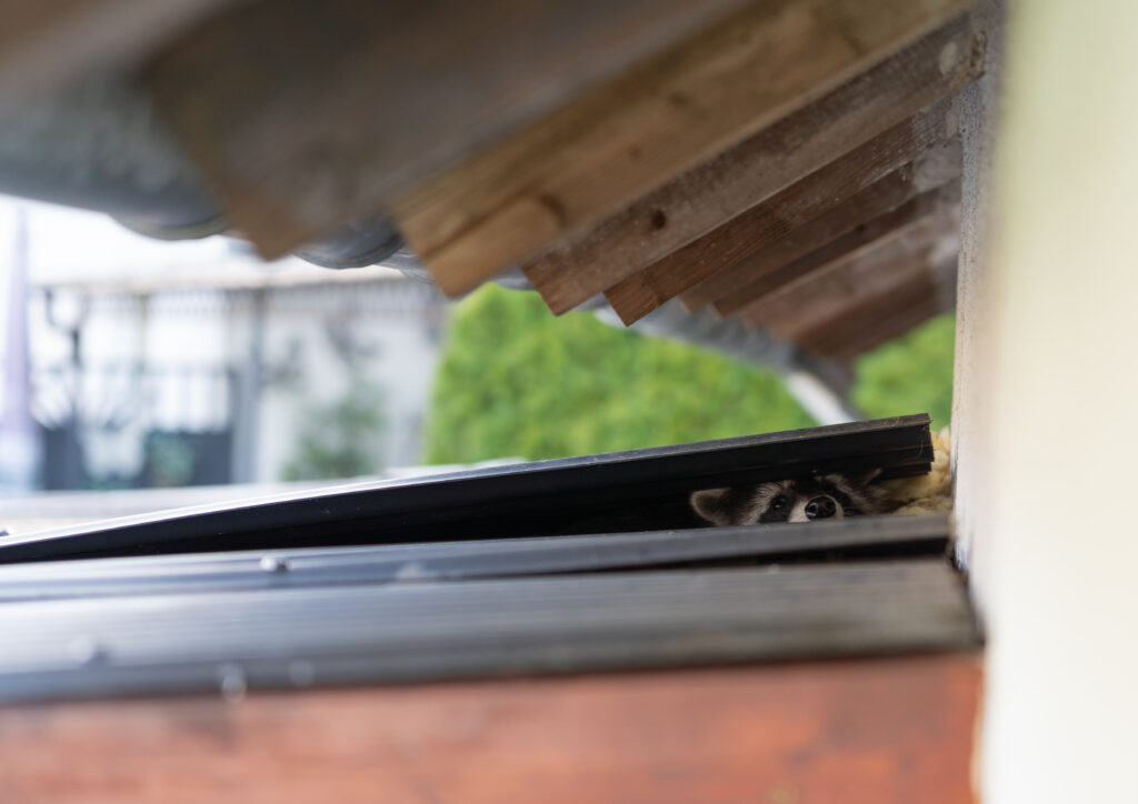 How to identify raccoon damage in your home - Raccoon Removal Services - Elite Wildlife Services