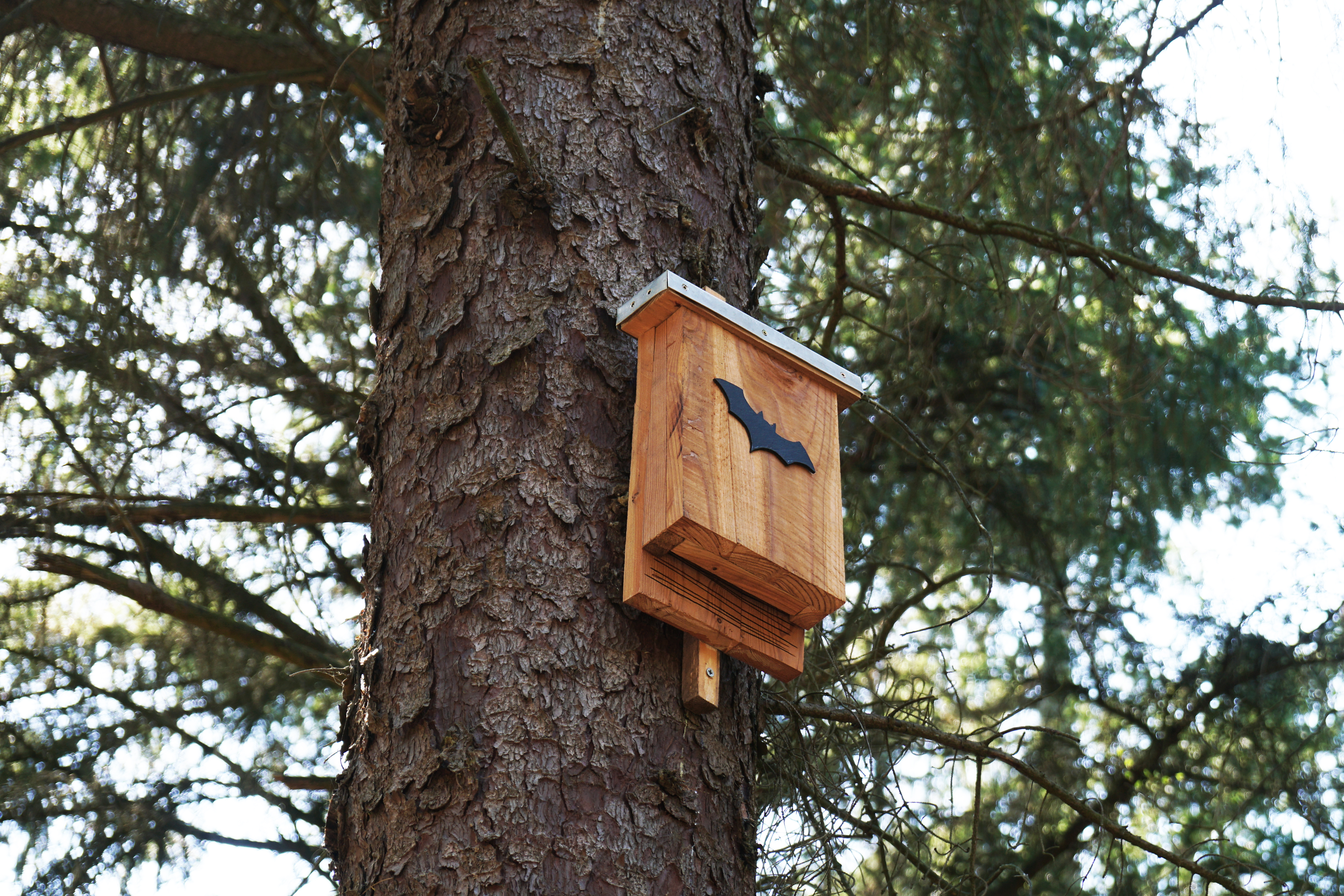 Do Bat Boxes Work? Call Elite Wildlife Services and keep bats out of your home.