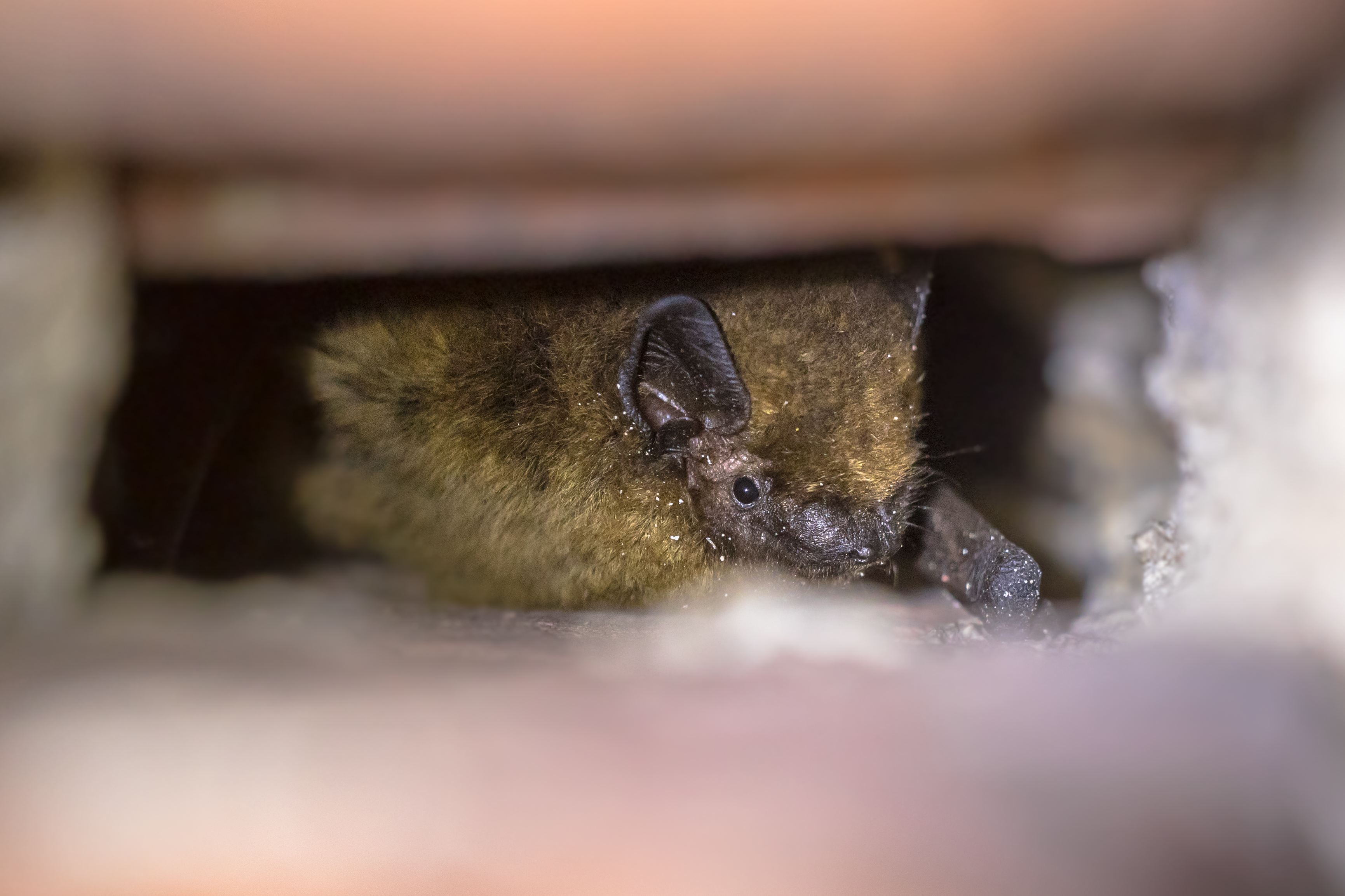 How to Live With Bats in Texas - Elite Wildlife Services in Houston, Texas