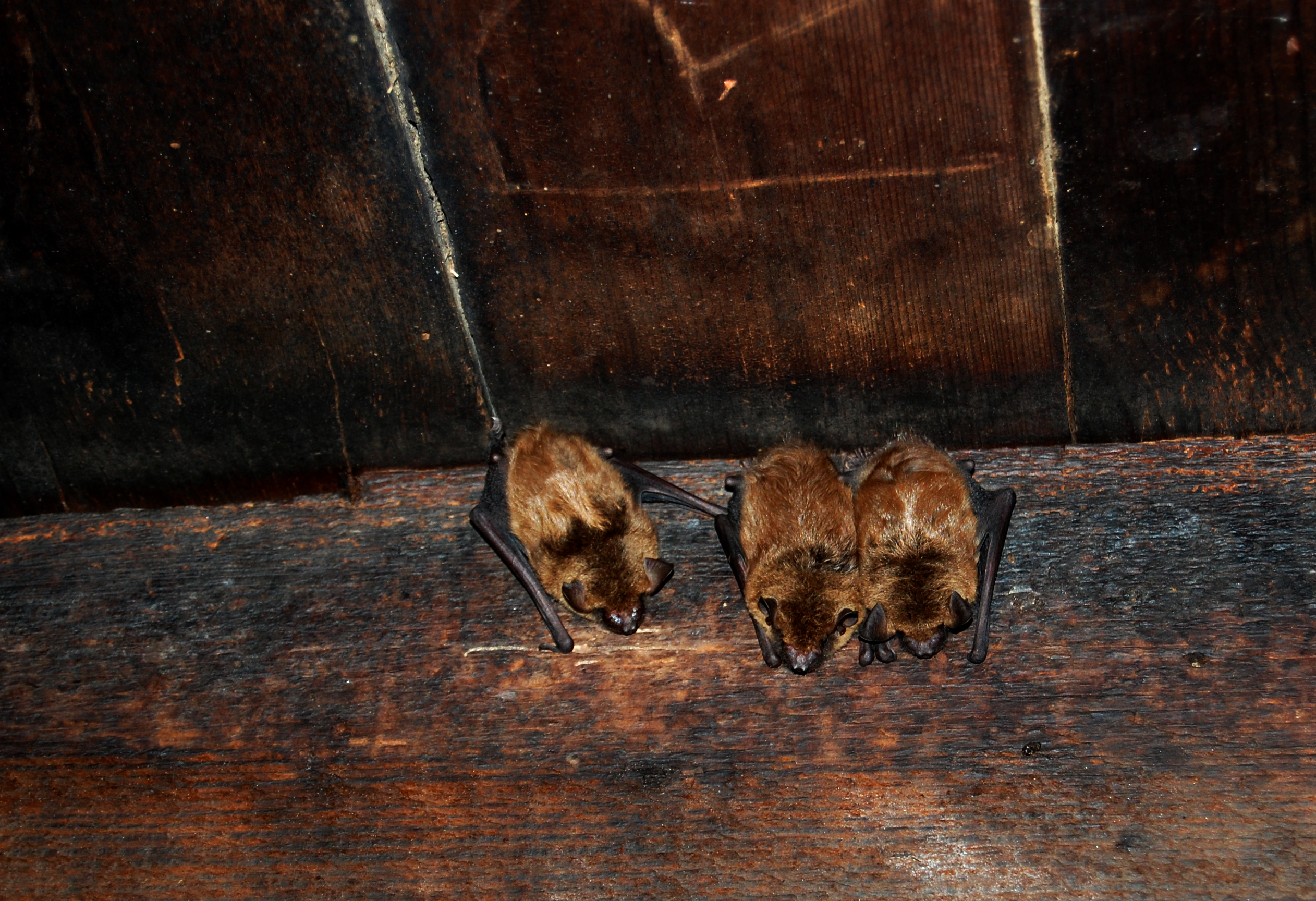 Bats in Home can bring diseases like Histoplasmosis. Elite Wildlife Services