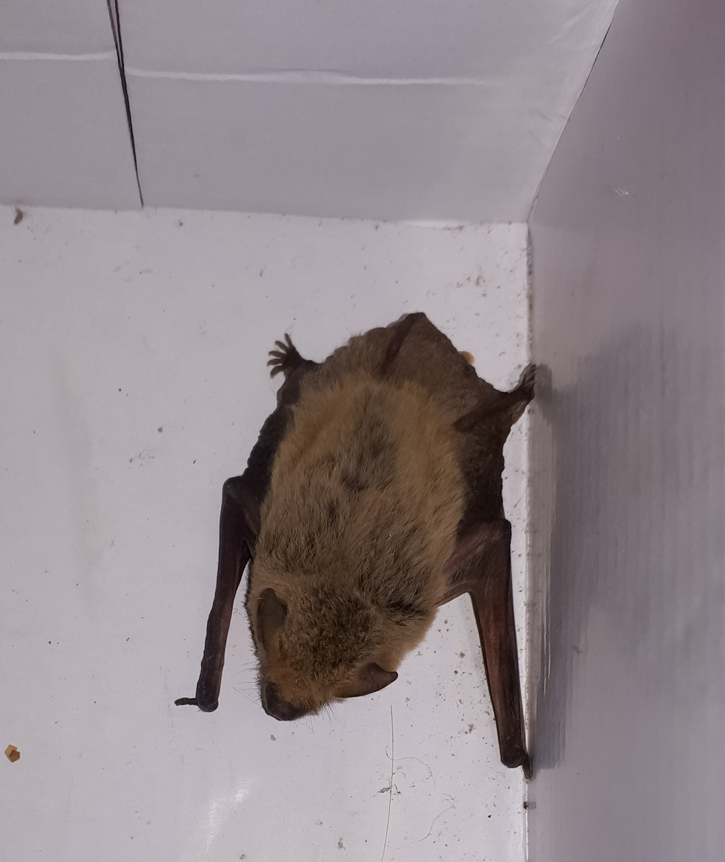 Bat Wildlife Removal in Houston: What to Expect | Elite Wildlife Services