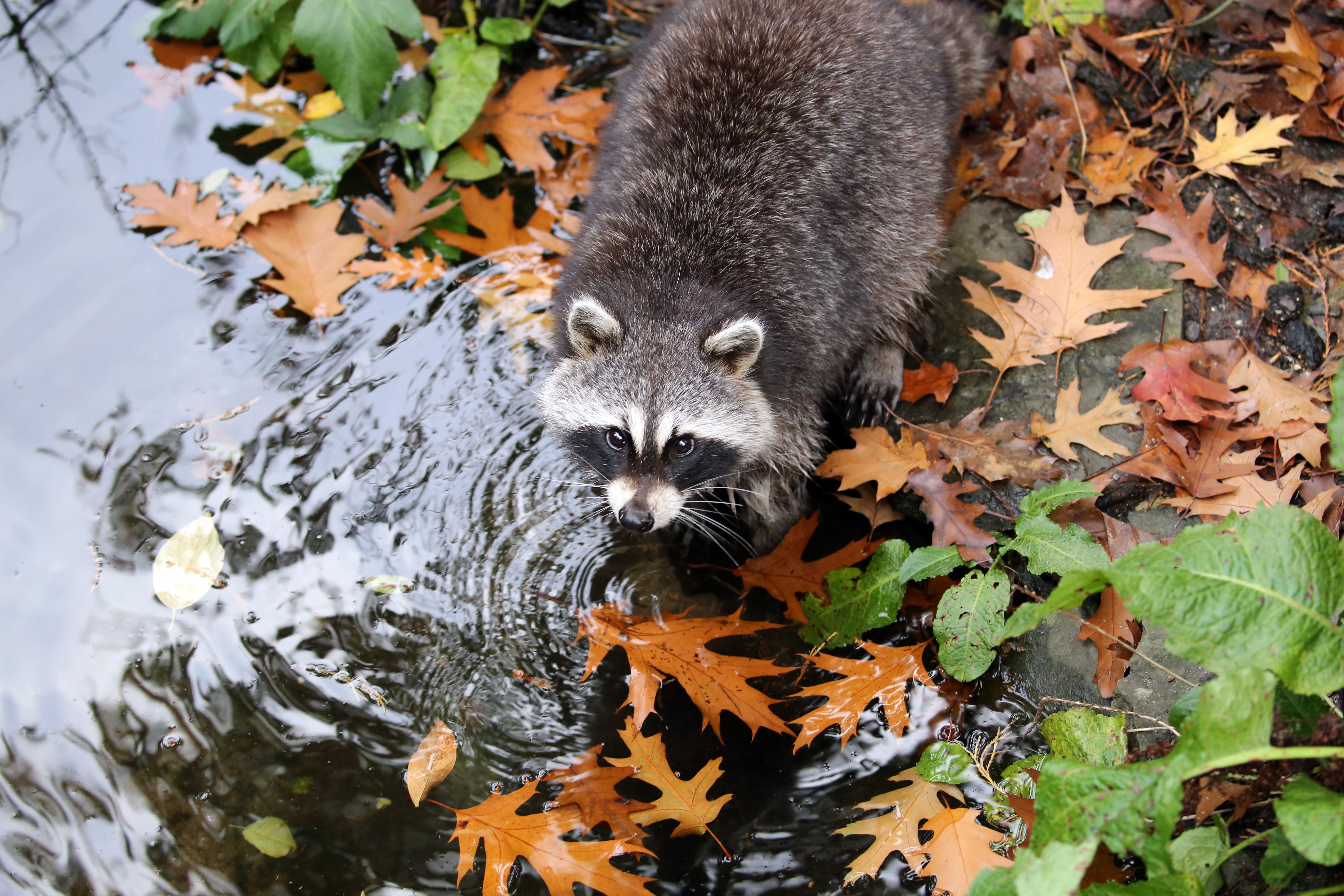 What is Raccoon Roundworm? | Elite Wildlife Services