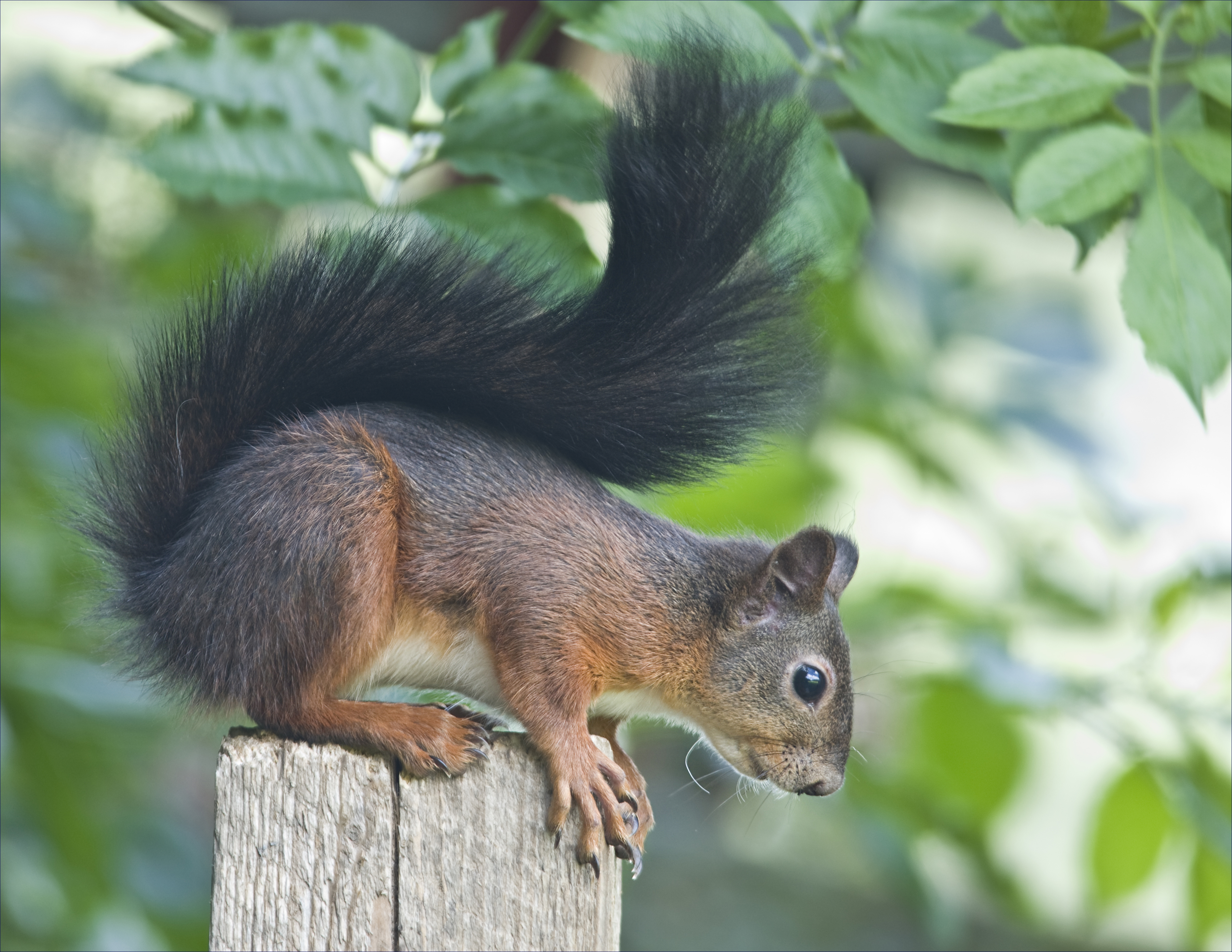 Seasonal Squirrel Patterns: Houston's Squirrel Behavior Throughout the Year - Elite Wildlife Services