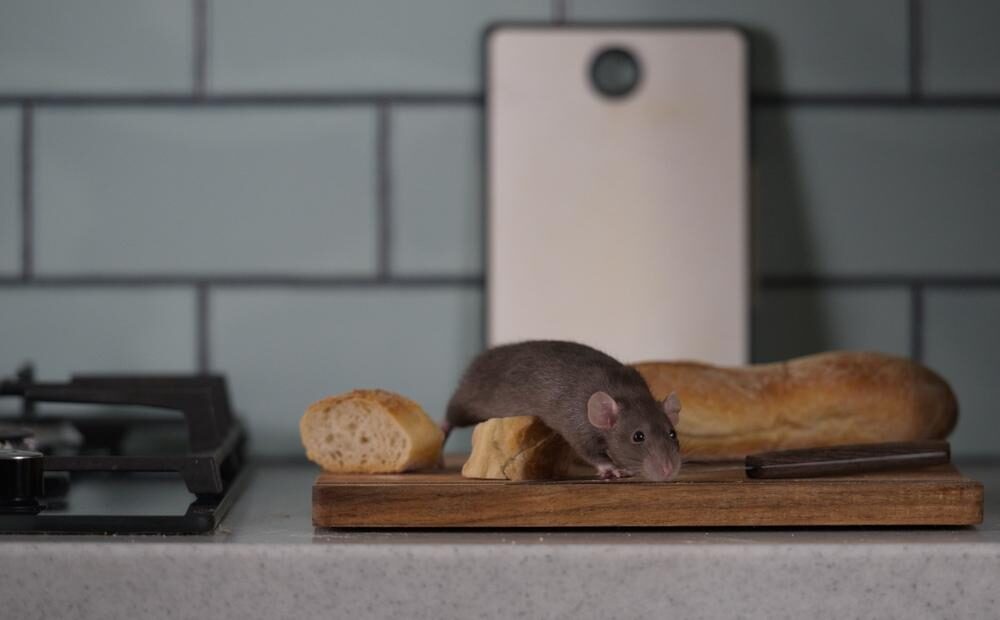 rate-or-mice-sick