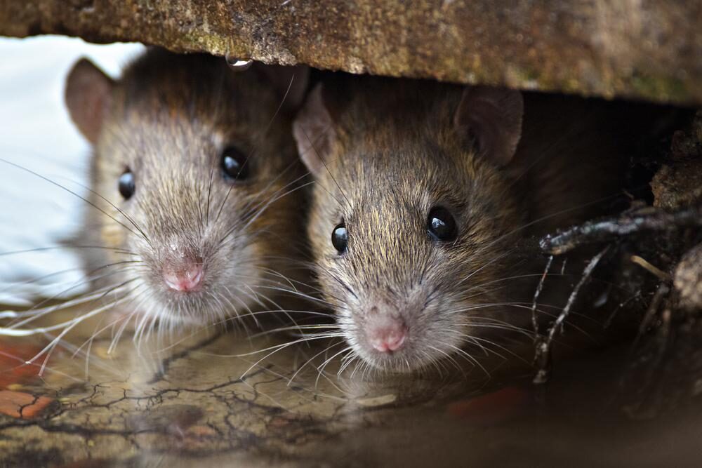 rats-entry-points