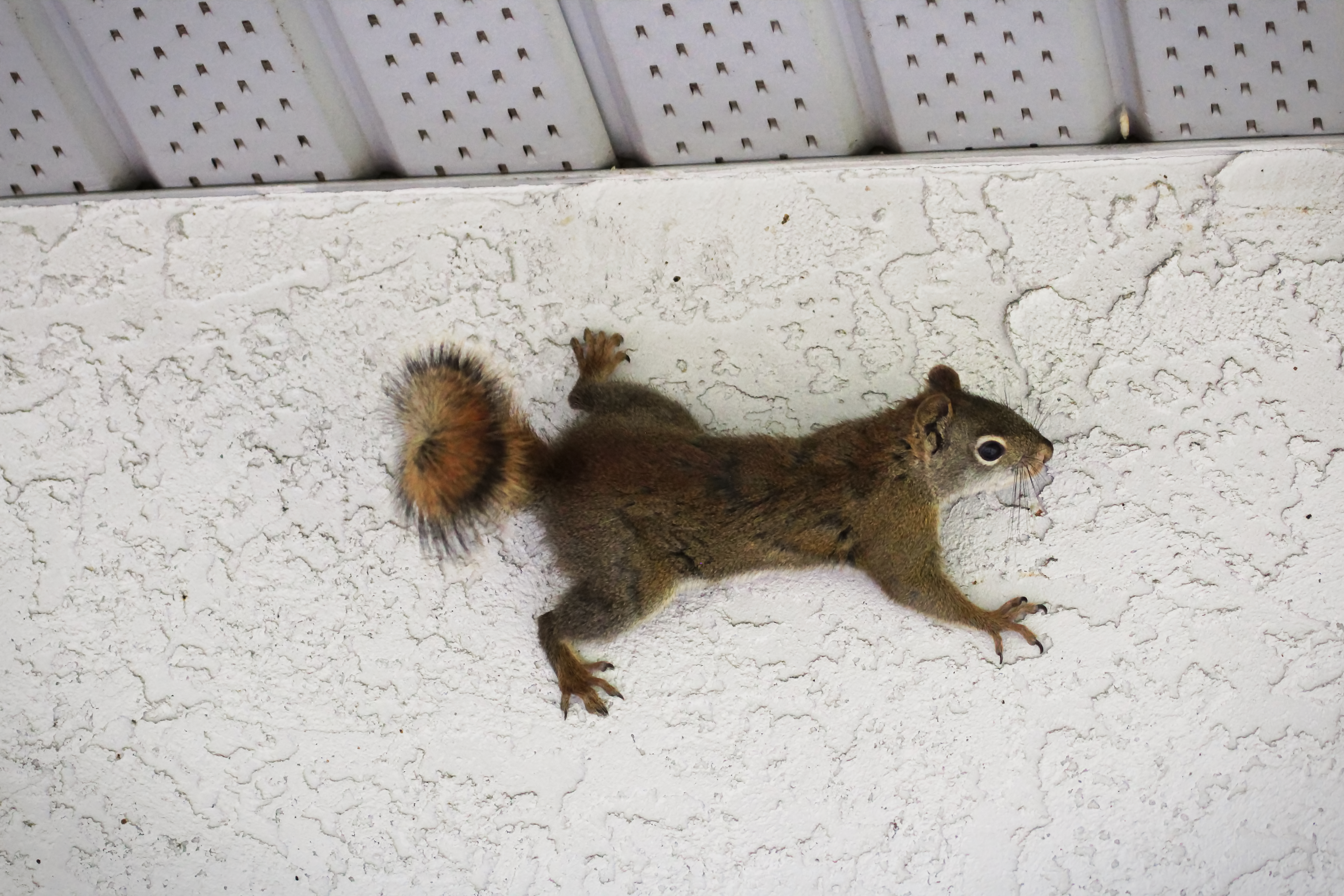 How Can I Prevent Squirrels from Entering My Home? Elite Wildlife Services in Houston, TX