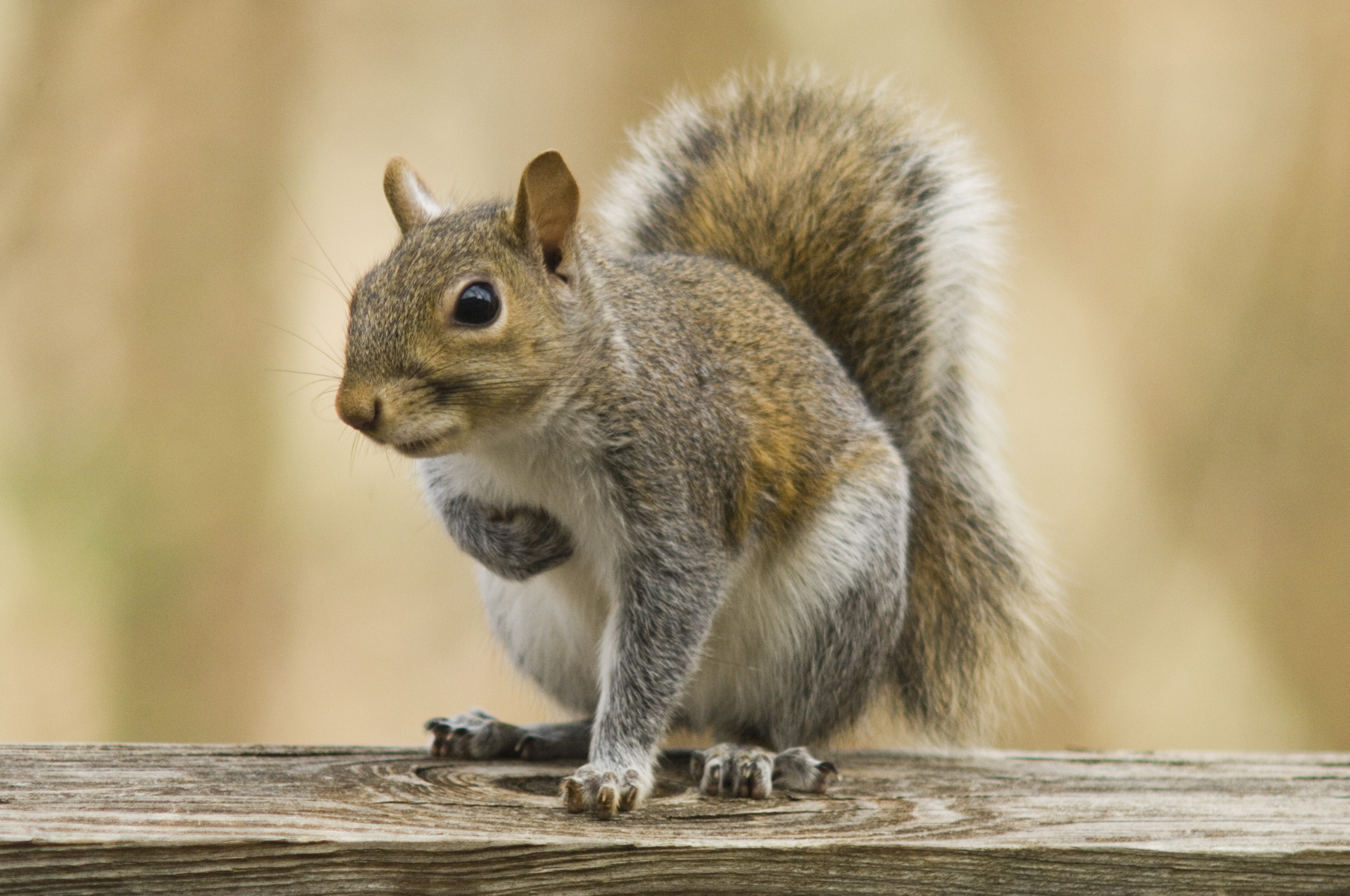 Do Squirrels Carry Diseases? - Elite Wildlife Services