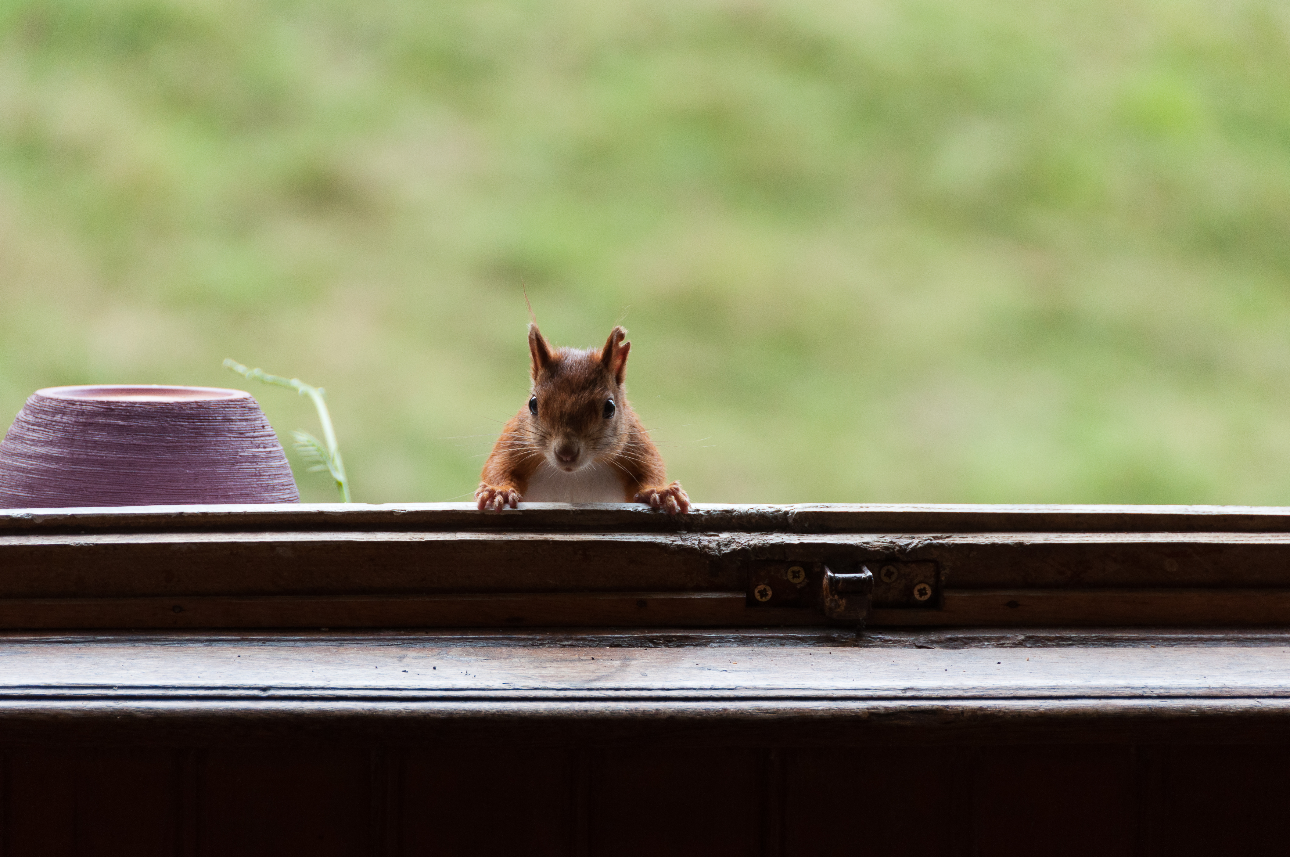 5 Ways Squirrels Damage Your Home - Elite Wildlife Services