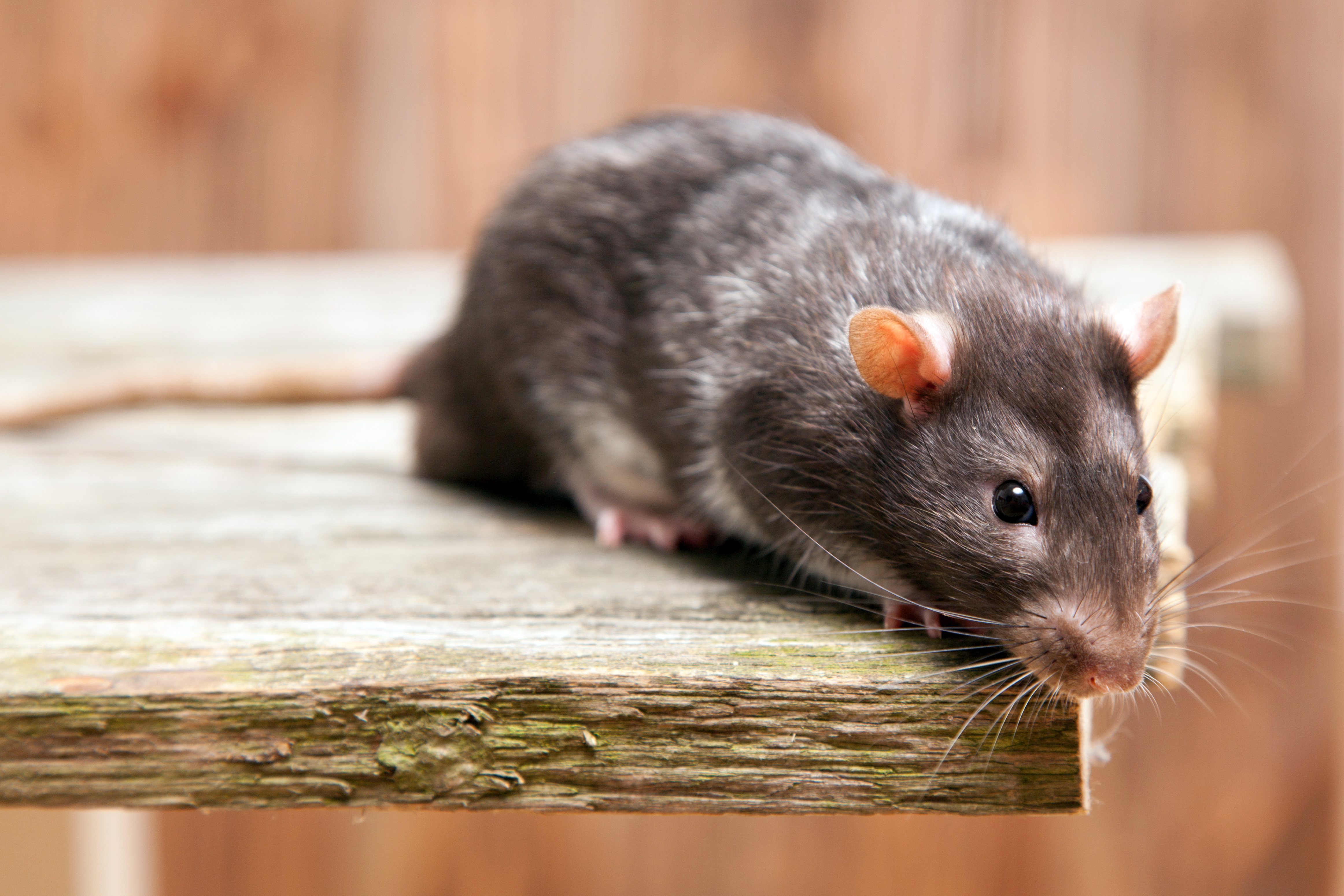 What Should You Do When You See a Rat?